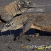 dragon_komodo_hsb_rinca_h_1629_kom3974.jpg